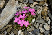 Dianthus gelidus